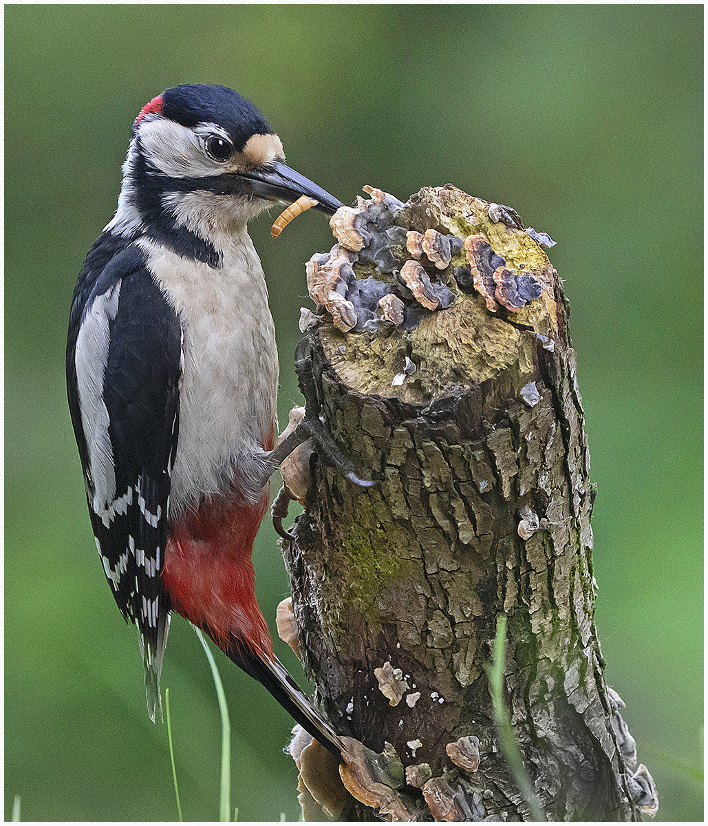 GYS Woodpecker 